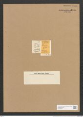 Stauroneis fenestra Ehrenb. (de-Toni-Nr.: Genus 6, Species 910) Zeichnungen Sammlung Grunow Nr. 1771 (NHMW-BOT-W0368665)